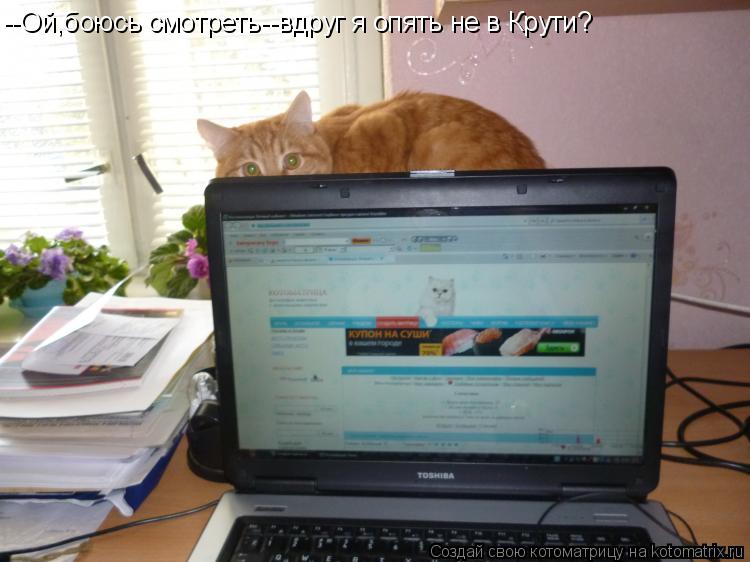 --Ой,боюсь смотреть--вдруг я опять не в Крути?... Котоматрица: --Ой,боюсь смотреть--вдруг я опять не в Крути?
