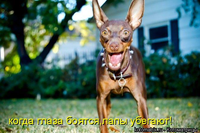 когда глаза боятся,лапы убегают!... Котоматрица: когда глаза боятся,лапы убегают!