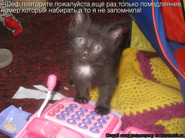 Котоматрица: --Шеф,повторите,пожалуйста,ещё раз,только помедленнее, номер,который набирать,а то я не запомнила!