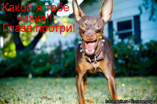 Котоматрица: Какой я тебе чихуа!!! Глаза протри!