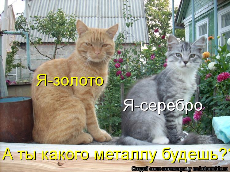 Котоматрица: Я-золото А ты какого металлу будешь??? Я-серебро