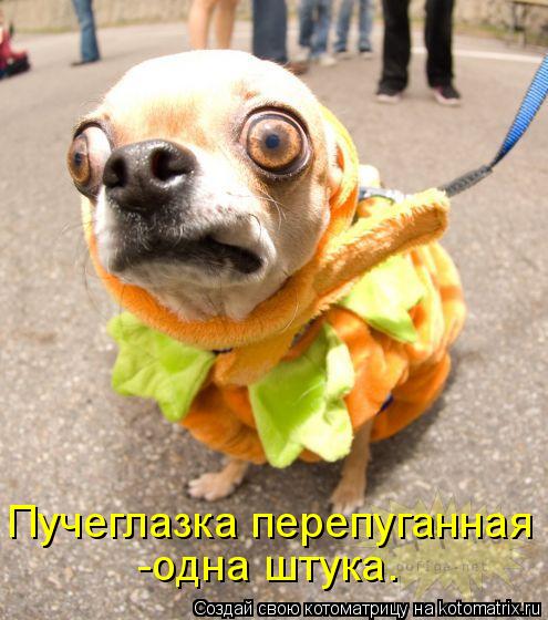 Котоматрица: Пучеглазка перепуганная   -одна штука.