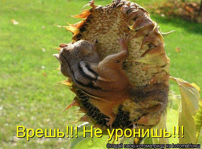 Котоматрица: Врешь!!! Не уронишь!!!