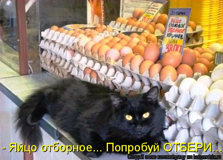 Котоматрица: - Яйцо отборное... Попробуй ОТБЕРИ...