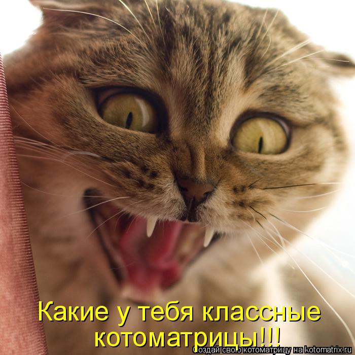 Котоматрица: Какие у тебя классные  котоматрицы!!!