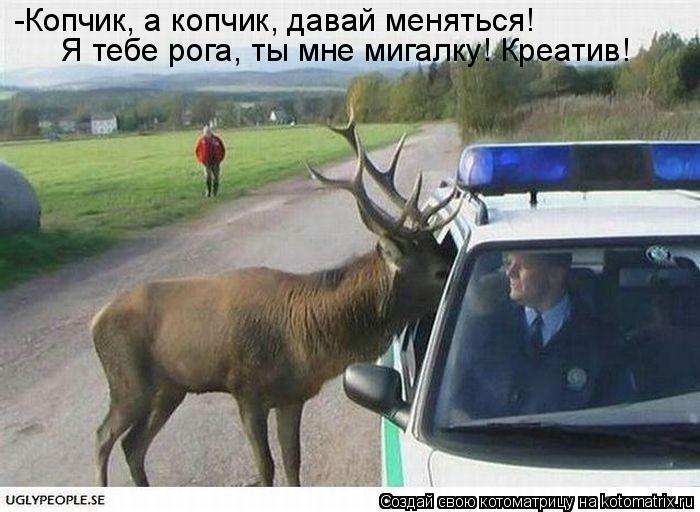 Котоматрица: -Копчик, а копчик, давай меняться! Я тебе рога, ты мне мигалку! Креатив!