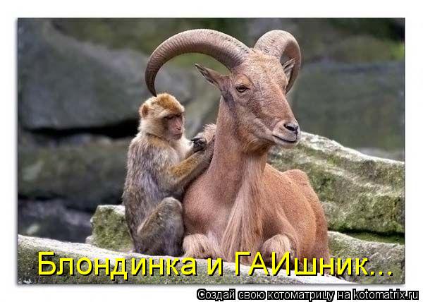 Котоматрица: Блондинка и ГАИшник...
