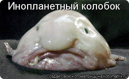 Котоматрица: Инопланетный колобок