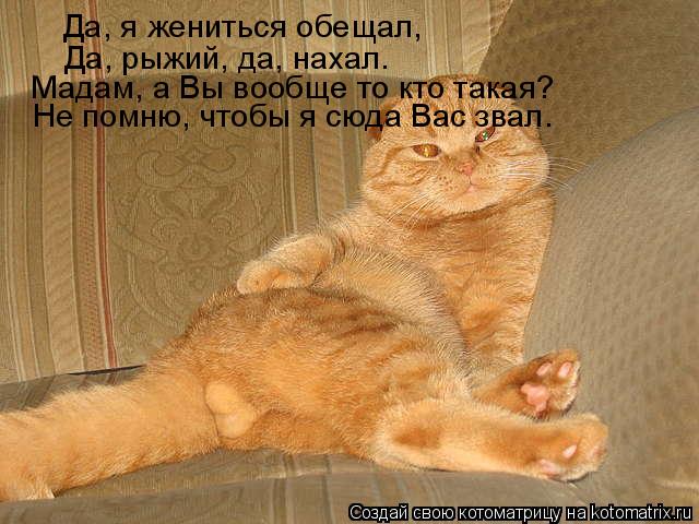 Котоматрица: Да, я жениться обещал, Да, рыжий, да, нахал. Мадам, а Вы вообще то кто такая? Не помню, чтобы я сюда Вас звал.