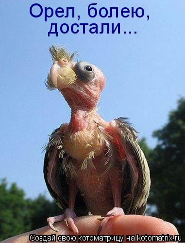 Котоматрица: Орел, болею, достали...