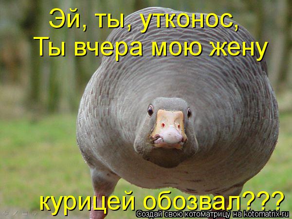Котоматрица: Эй, ты, утконос,  Ты вчера мою жену курицей обозвал???