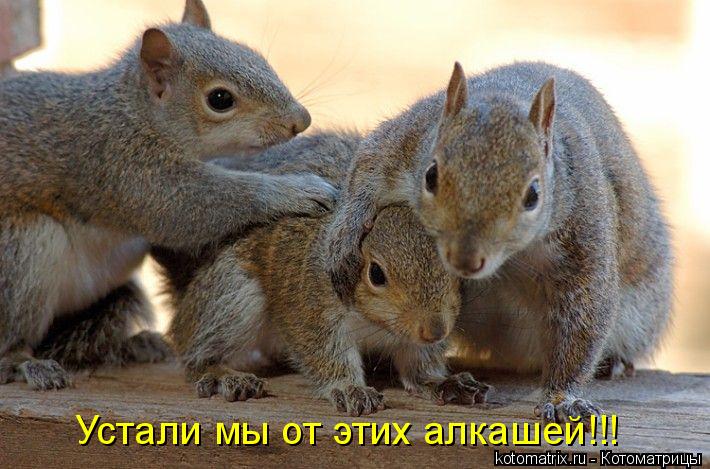 Котоматрица: Устали мы от этих алкашей!!!