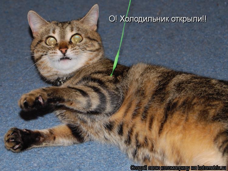 Котоматрица: О! Холодильник открыли!!