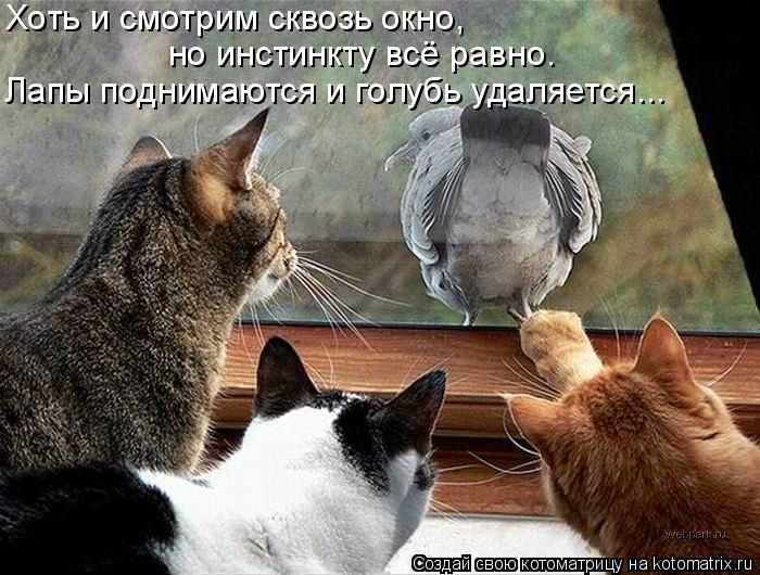 Котоматрица: Хоть и смотрим сквозь окно, но инстинкту всё равно. Лапы поднимаются и голубь удаляется...