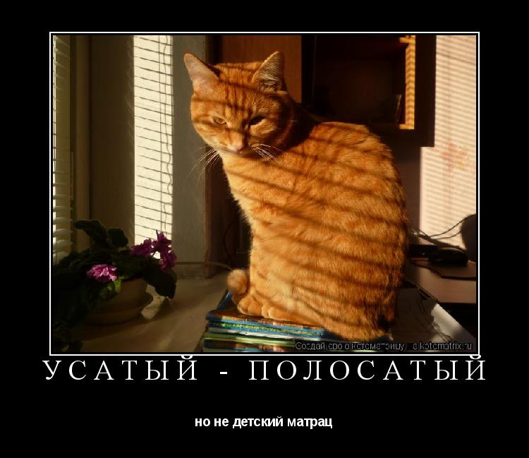 Котоматрица: Усатый - полосатый но не детский матрац