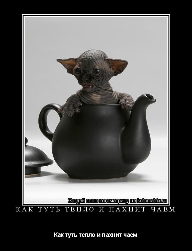 Котоматрица: Как туть тепло и пахнит чаем Как туть тепло и пахнит чаем