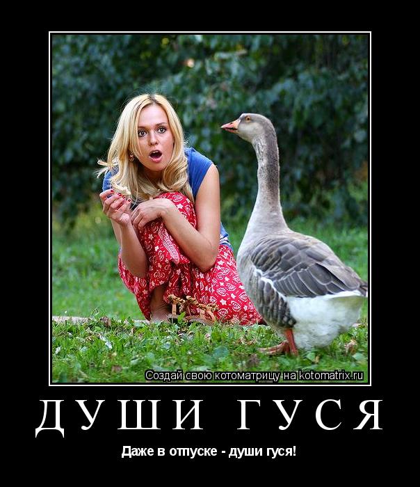 Котоматрица: души гуся Даже в отпуске - души гуся!