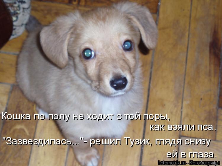 Котоматрица: Кошка по полу не ходит с той поры, как взяли пса. "Зазвездилась..."- решил Тузик, глядя снизу ей в глаза.