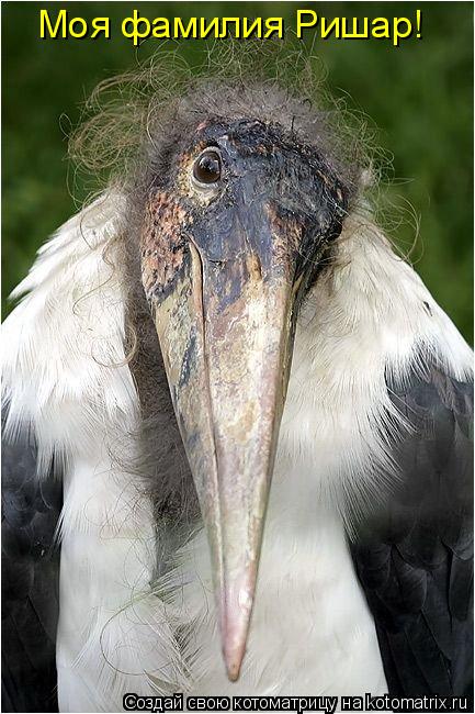 Моя фамилия Ришар!... Котоматрица: Моя фамилия Ришар!