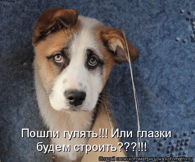 Котоматрица: Пошли гулять!!! Или глазки будем строить???!!!
