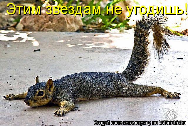 Этим звездам не угодишь!... Котоматрица: Этим звездам не угодишь!