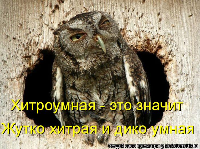 Хитроумная - э Хитроумная - это значит Жутко хитрая и дико умная... Котоматрица: Хитроумная - э Хитроумная - это значит Жутко хитрая и дико умная