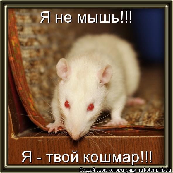 Я не мышь!!! Я - твой кошмар!!!... Котоматрица: Я не мышь!!! Я - твой кошмар!!!