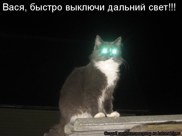 Вася, быстро выключи дальний свет!!!... Котоматрица: Вася, быстро выключи дальний свет!!!