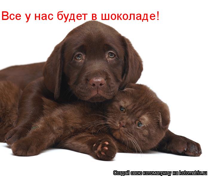 Все у нас будет в шоколаде!... Котоматрица: Все у нас будет в шоколаде!