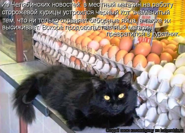 Из Челябинских новостей: в местный магазин на работу сторожевой курицы устроился черный кот, знаменит... Котоматрица: Из Челябинских новостей: в местный магазин на работу сторожевой курицы устроился черный кот, знаменитый тем, что ни только охраняет отборн