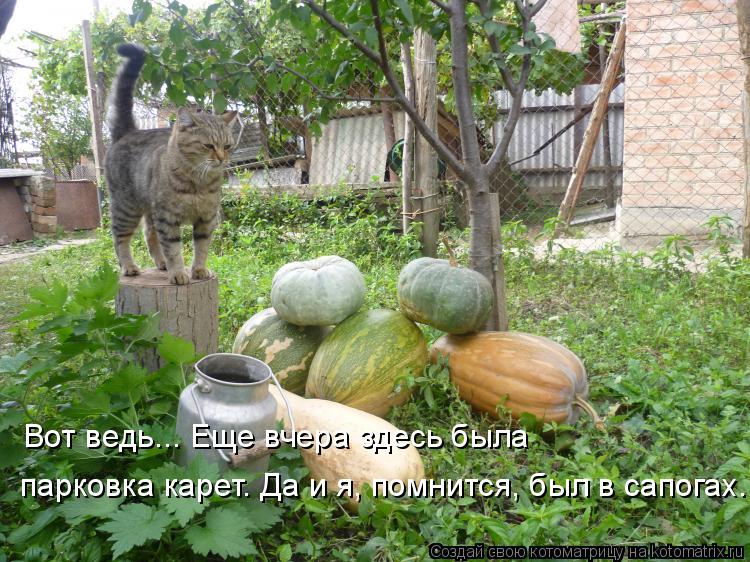 Вот ведь... Еще вчера здесь была парковка карет. Да и я, помнится, был в сапогах.... Котоматрица: Вот ведь... Еще вчера здесь была парковка карет. Да и я, помнится, был в сапогах.