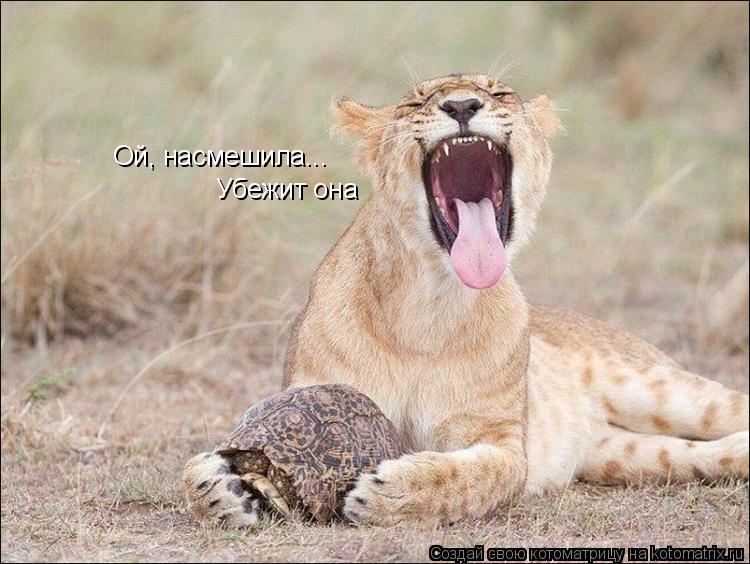 Убежит она Ой, насмешила...... Котоматрица: Убежит она Ой, насмешила...