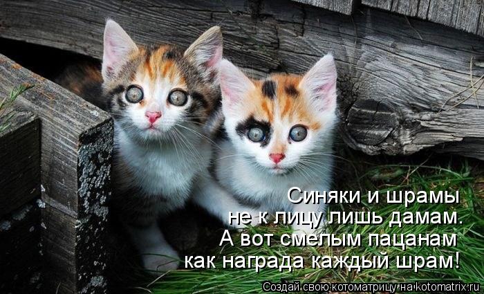 Котоматрица: Синяки и шрамы не к лицу лишь дамам. А вот смелым пацанам как награда каждый шрам!