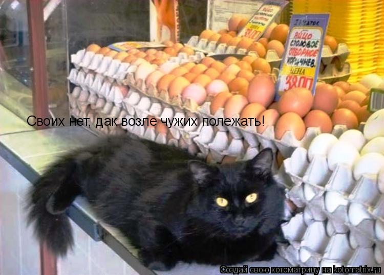 Котоматрица: Своих нет, дак возле чужих полежать!
