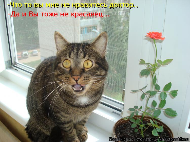 Котоматрица: -Что то вы мне не нравитесь доктор.. -Да и Вы тоже не красавец...