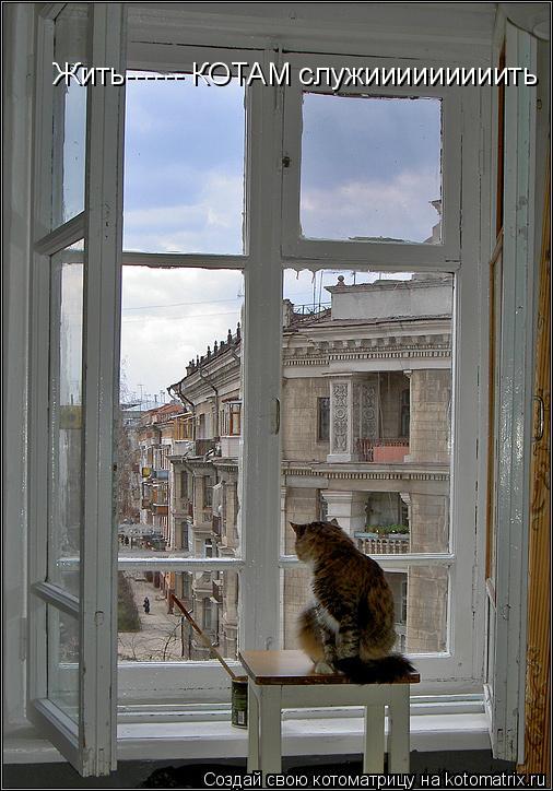 Котоматрица: Жить------ КОТАМ служииииииииить