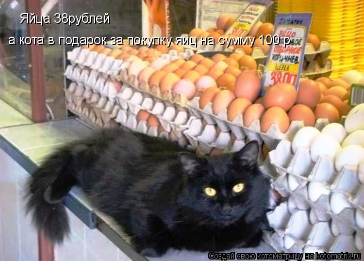 Котоматрица: Яйца 38рублей а кота в подарок за покупку яиц на сумму 100 р