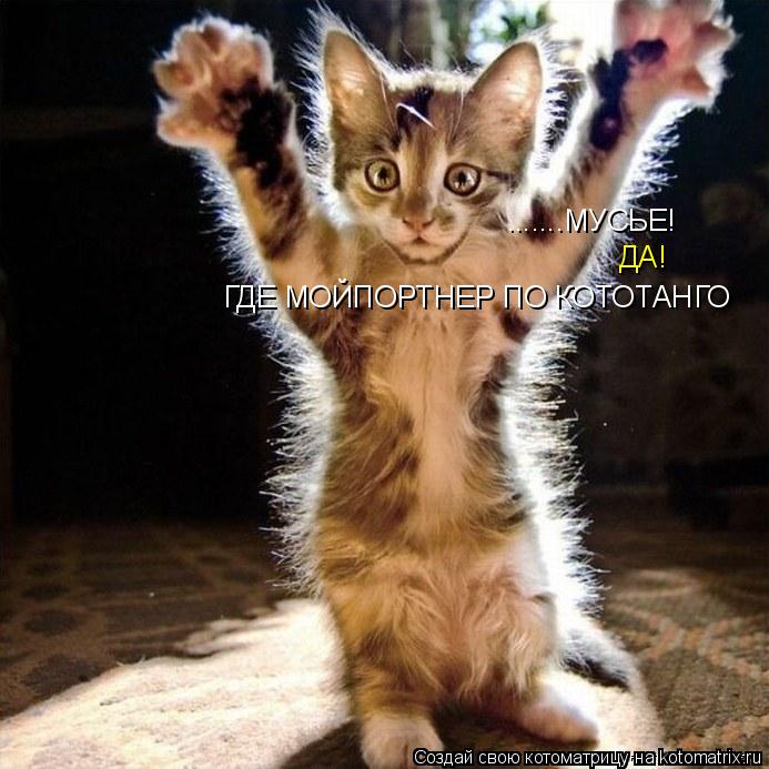 Котоматрица: .......МУСЬЕ! ДА! ГДЕ МОЙПОРТНЕР ПО КОТОТАНГО
