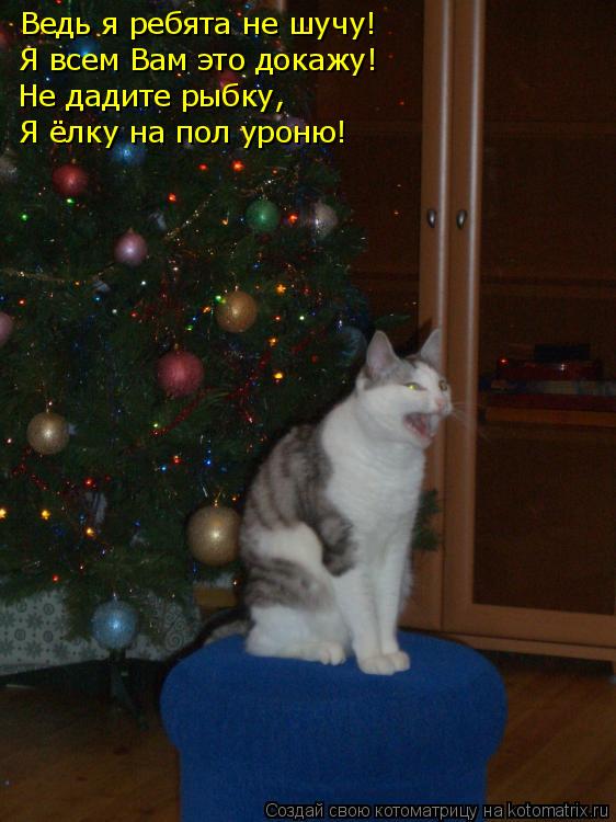 Котоматрица: Ведь я ребята не шучу! Я всем Вам это докажу! Не дадите рыбку, Я ёлку на пол уроню!