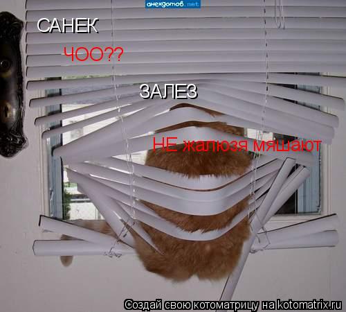 Котоматрица: САНЕК ЗАЛЕЗ ЧОО?? НЕ жалюзя мяшают