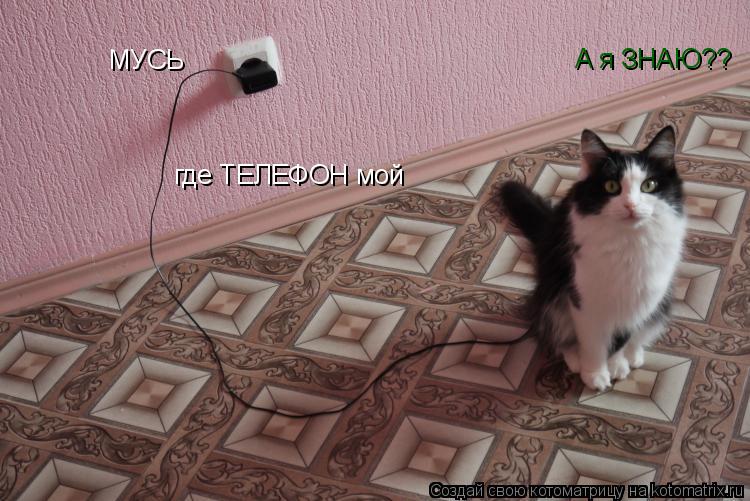 Котоматрица: МУСЬ где ТЕЛЕФОН мой  А я ЗНАЮ??