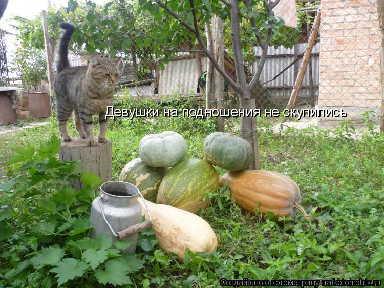 Котоматрица: Девушки на подношения не скупились