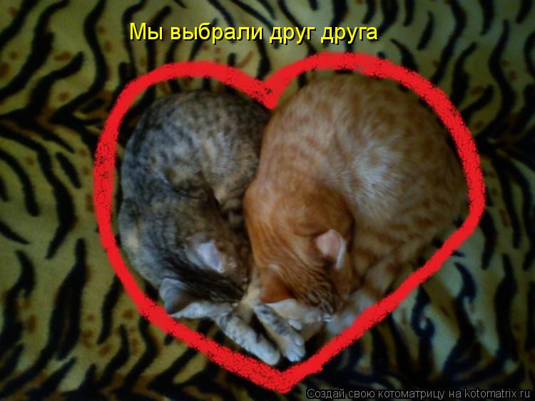 Котоматрица: Мы выбрали друг друга