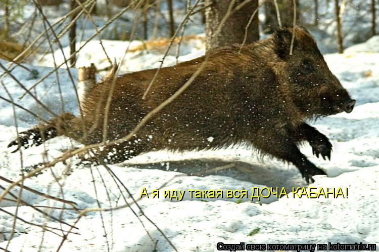 Котоматрица: А я иду такая вся ДОЧА КАБАНА!