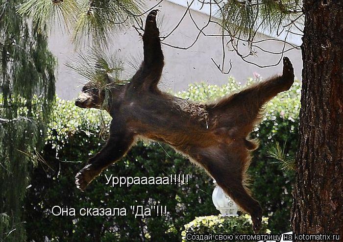 Котоматрица: Урррааааа!!!!! Она сказала "Да"!!!