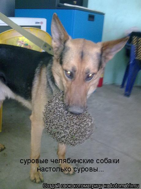 Котоматрица: суровые челябинские собаки  настолько суровы...