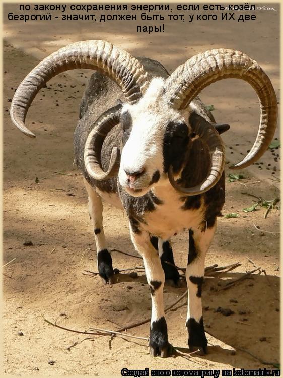 Котоматрица: по закону сохранения энергии, если есть козёл  безрогий - значит, должен быть тот, у кого ИХ две   пары!