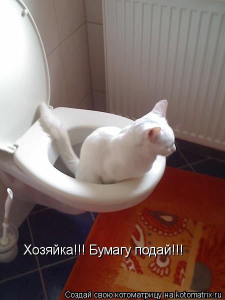Котоматрица: Хозяйка!!! Бумагу подай!!!