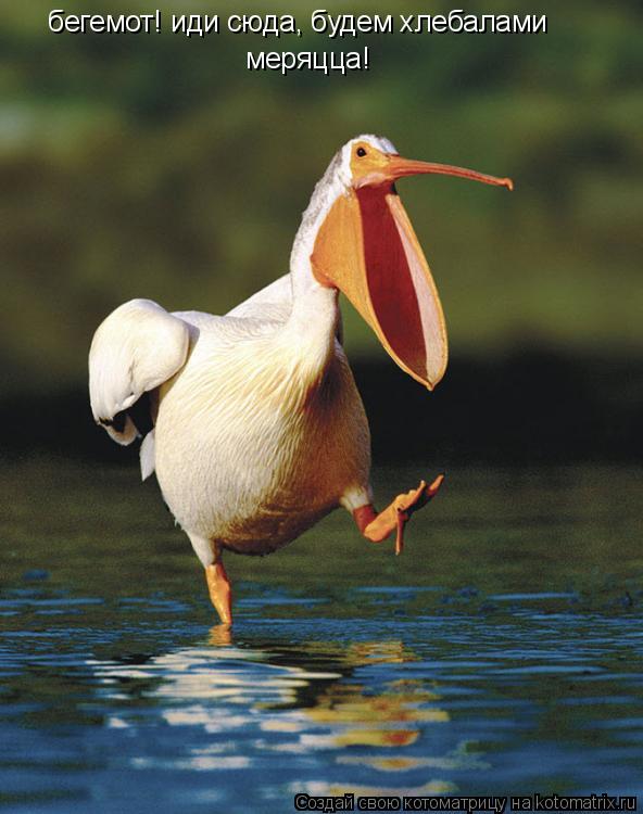 Котоматрица: бегемот! иди сюда, будем хлебалами меряцца!