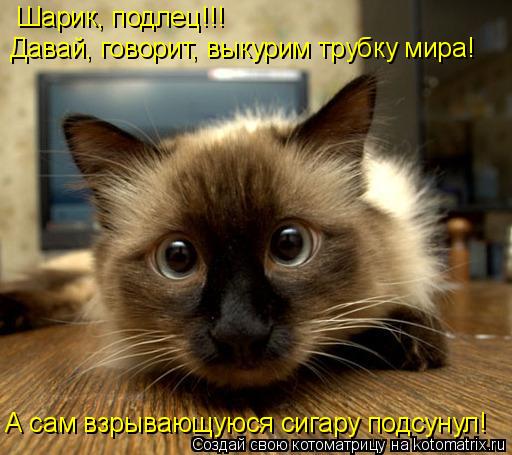 Шарик, подлец!!! А сам взрывающуюся сигару подсунул! Давай, говорит, выкурим трубку мира!... Котоматрица: Шарик, подлец!!! А сам взрывающуюся сигару подсунул! Давай, говорит, выкурим трубку мира!